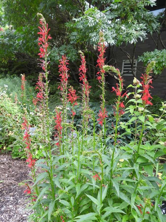 Cardinal Flower | MSD